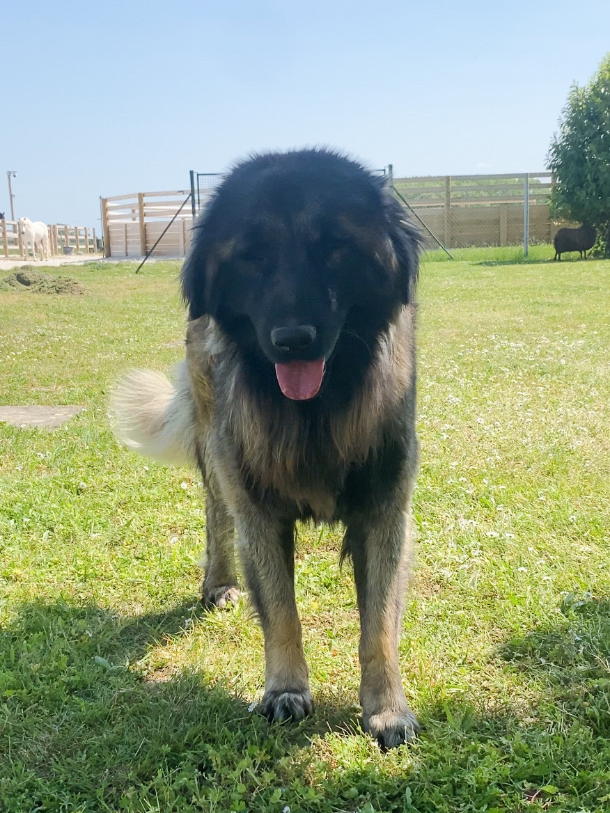 SANTO DU CLOS FELAGUND (Sans Affixe)